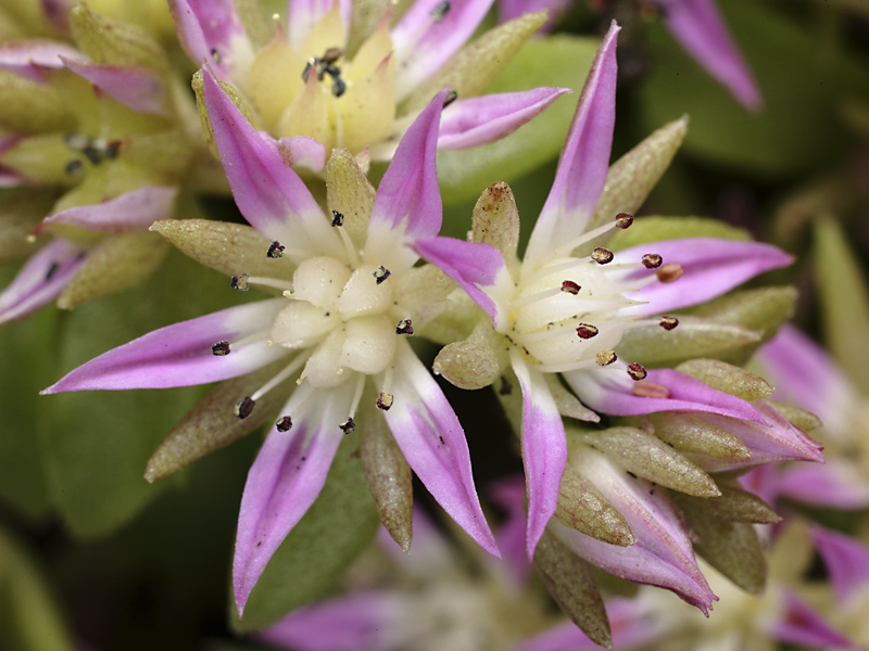 Phedimus stellatus / Borracina spinosa